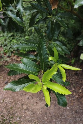 Quercus castaneifolia 'Green Spire' - dub kaštanolistý - listy